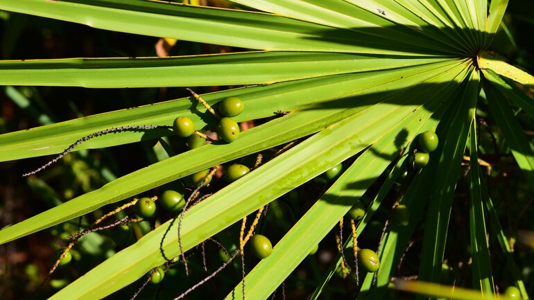 Serenoa repens (Sägepalme)