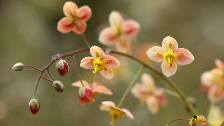 Vorsicht bei Epimedium