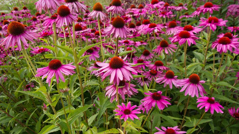 Echinacea: Hausmittel aus dem Garten