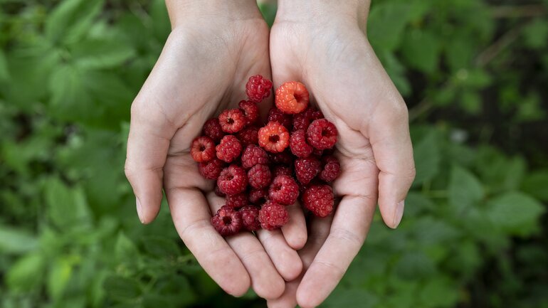 Himbeeren sind Obst mit wenig Fruchtzucker