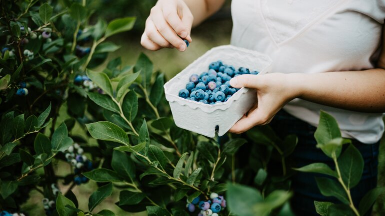 In Heidelbeeren steckt wenig Fruchtzucker