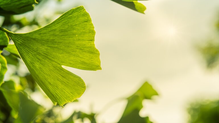 Natürliche Psychopharmaka: Ginkgo biloba