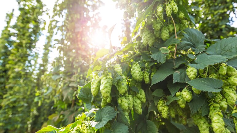 Pflanzliche Psychopharmaka mit mehrfacher Wirkung: Hopfen