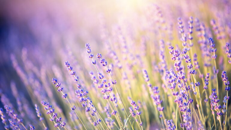 Lavendel: Für mehr Ruhe