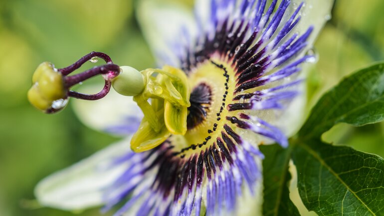 Pflanzliche Psychopharmaka: Passionsblume