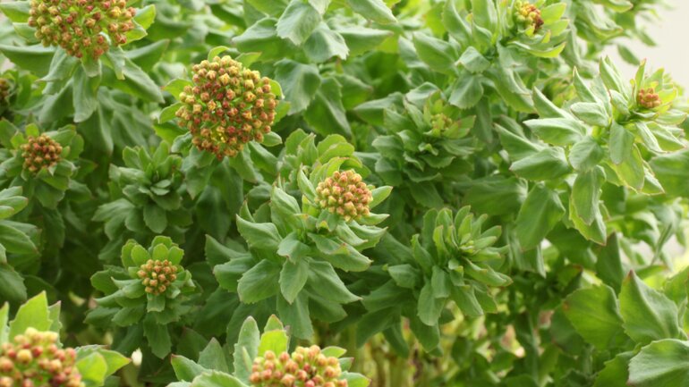Rosenwurz gegen Stress