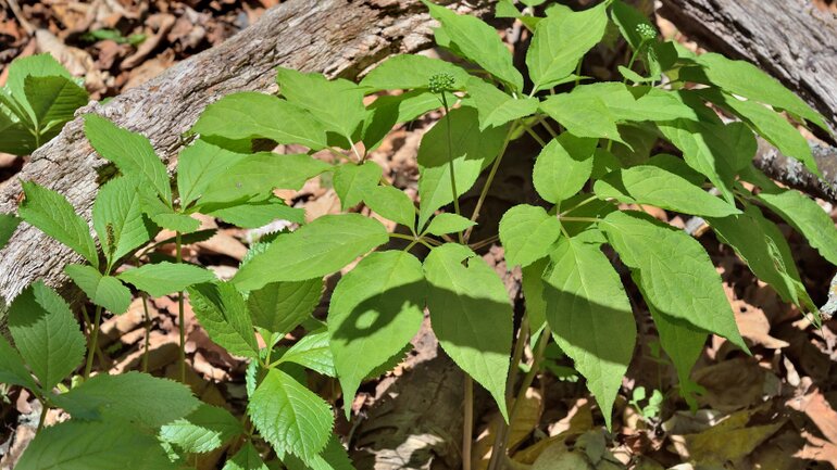 Taigawurzel: Asiatische Psychopharmaka aus der Natur