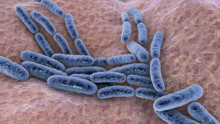 Präbiotika: Nahrung für Mikroorganismen
