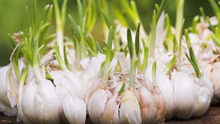 Knoblauch als präbiotisches Lebensmittel