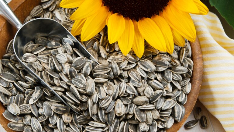 Sonnenblumenkerne sind purinhaltig