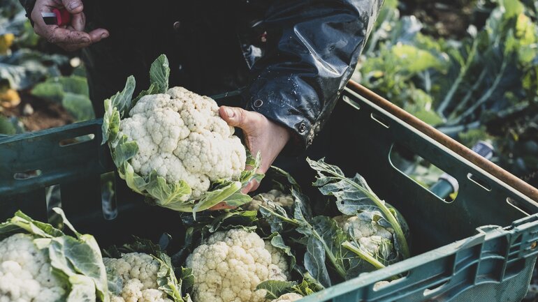 Ernährung bei Reizdarm: Blähende Lebensmittel vermeiden