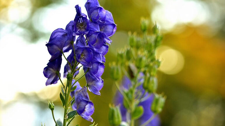 Aconitum gegen Schwindel