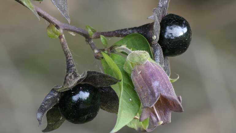 Schwindel mit Belladonna homöopathisch behandeln