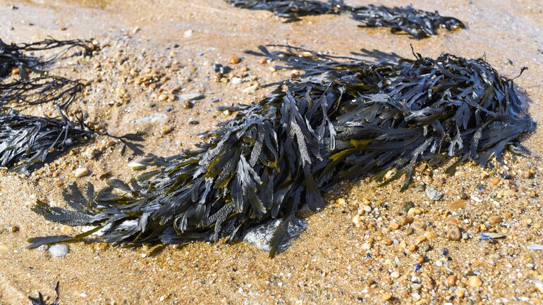 Fucus vesiculosus: Stoffwechsel mit Meeresalgen anregen
