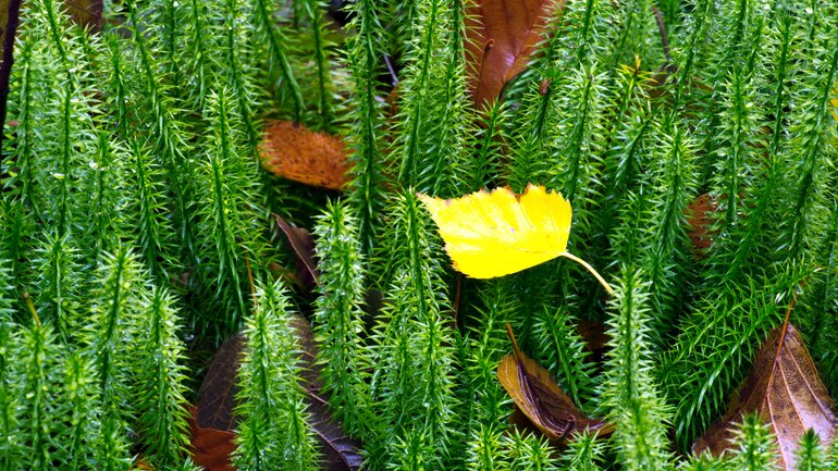 Stoffwechsel anregen mit Lycopodium
