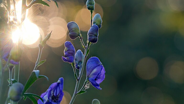 Aconitum (Blauer Eisenhut) gegen Tinnitus