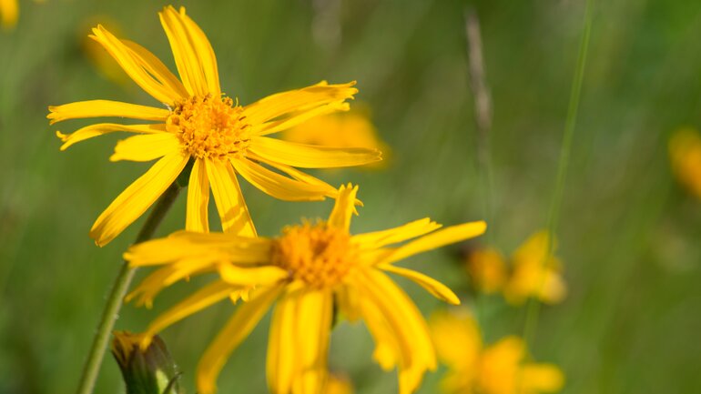 Arnica (Arnica montana, Bergwohlverleih)