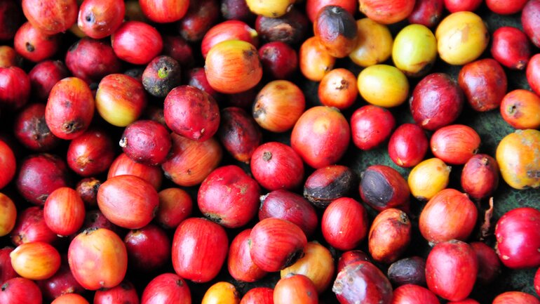 Coffea (Kaffee) gegen Tinnitus