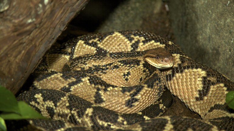 Lachesis (Buschmeisterschlange)