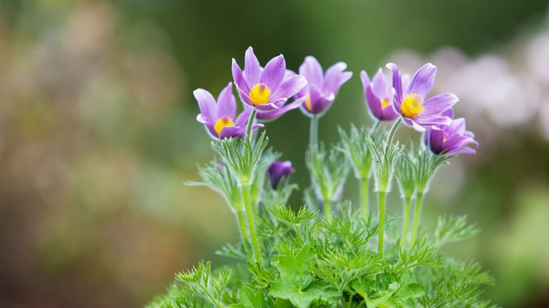 Pulsatilla (Küchenschellen)