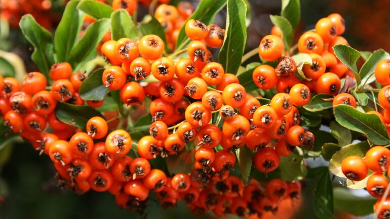 Platz 9: Vogelbeeren