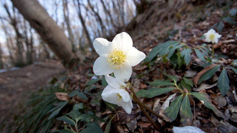 Christrose (Helleborus)