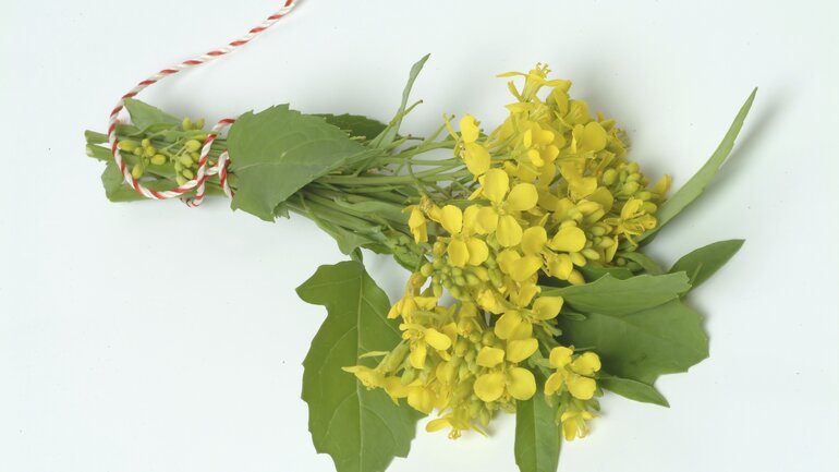 Sinapis nigra gegen Heuschnupfen
