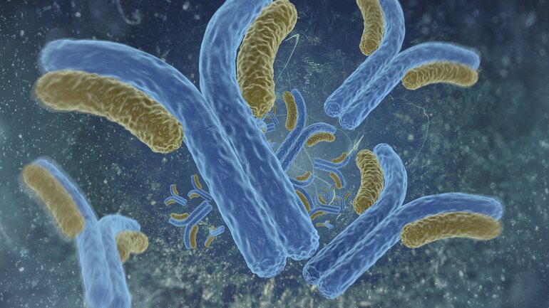 immunglobin.jpg