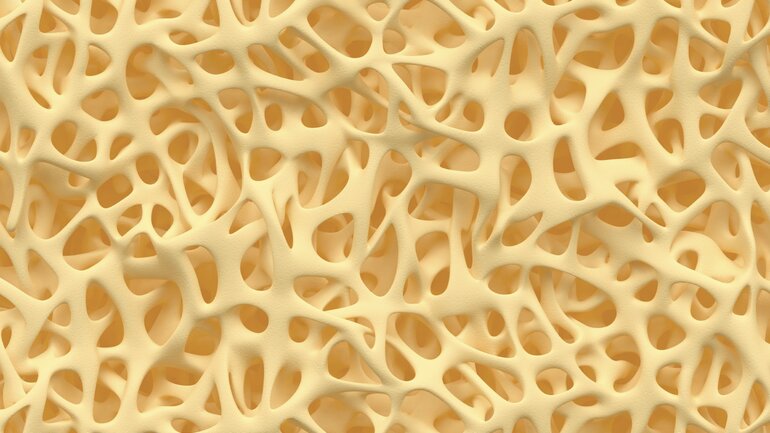 knochengewebe.jpg