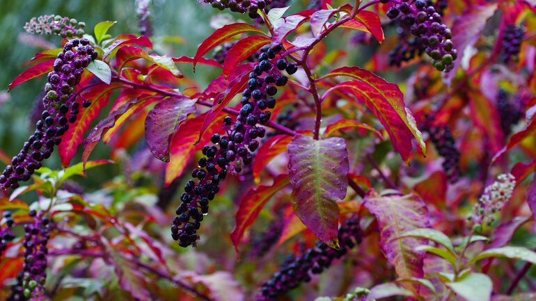 Phytolacca-Pflanze mit schwarzen Beeren im Garten