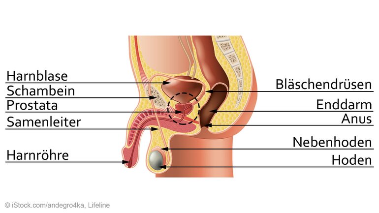 Schaubild der Prostata