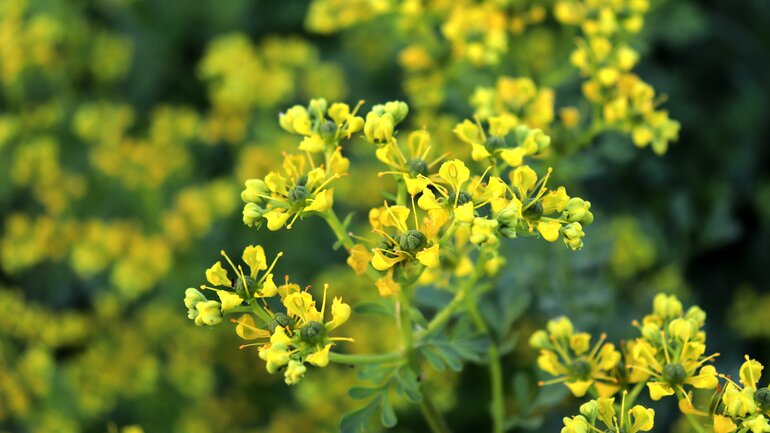 Ruta graveolens