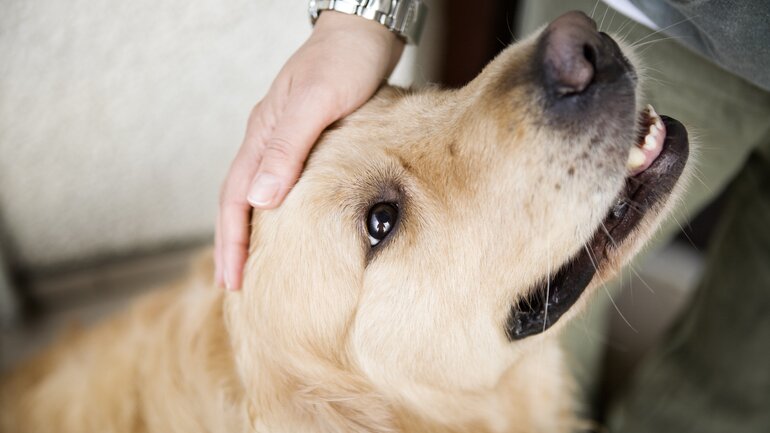 Hand streichelt Hund